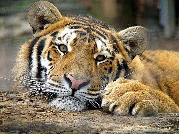 Виктория Подшивалова