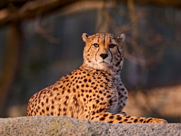 Анатолий Пузиков