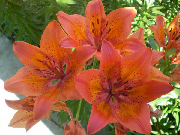 Николай И Татьяна Широких