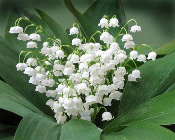 Алсу Тахавиева