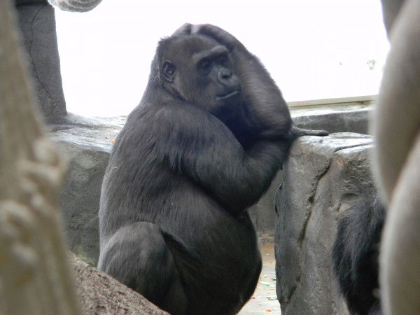 Роман Демаков