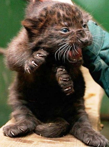 Наталья Бортникова