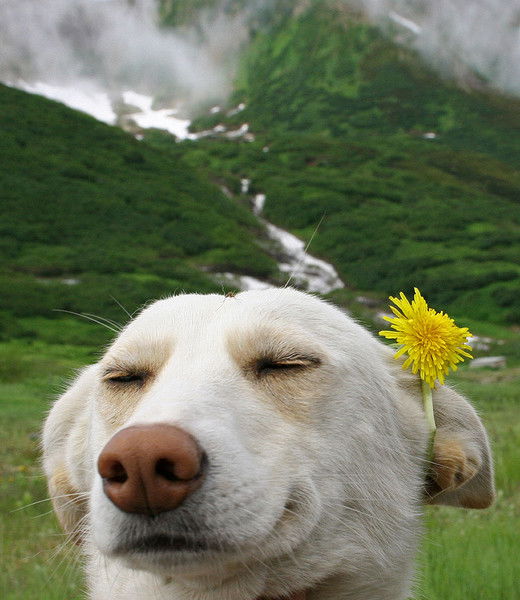 Костя Крень