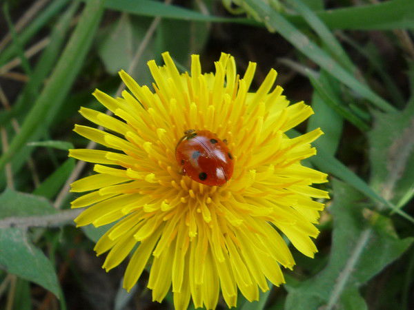 Анна Васюсина