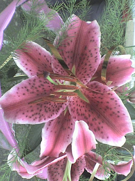 Юлия Норина