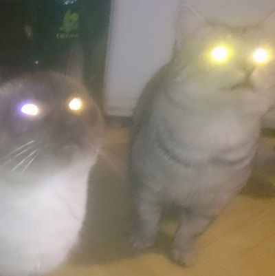 Никита Колесников