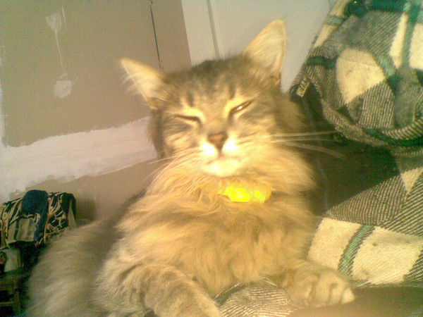 Светлана Цуран