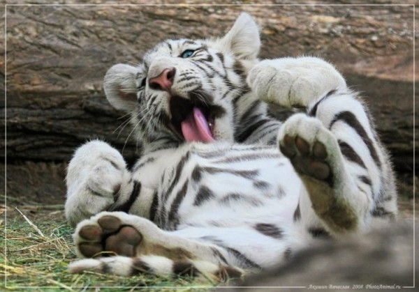 Евгений Телеш