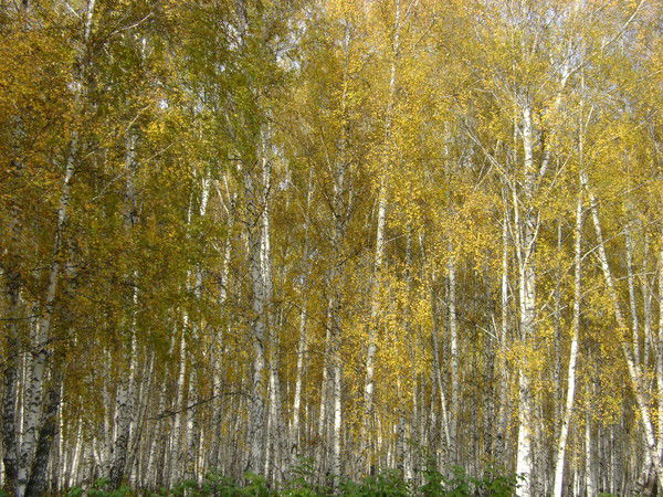 Олег Сибиряк