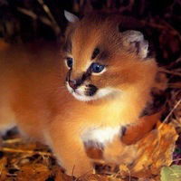 Ксюня Колесникова