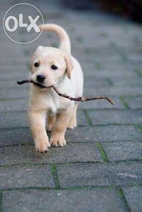 Ярослав Бухаров