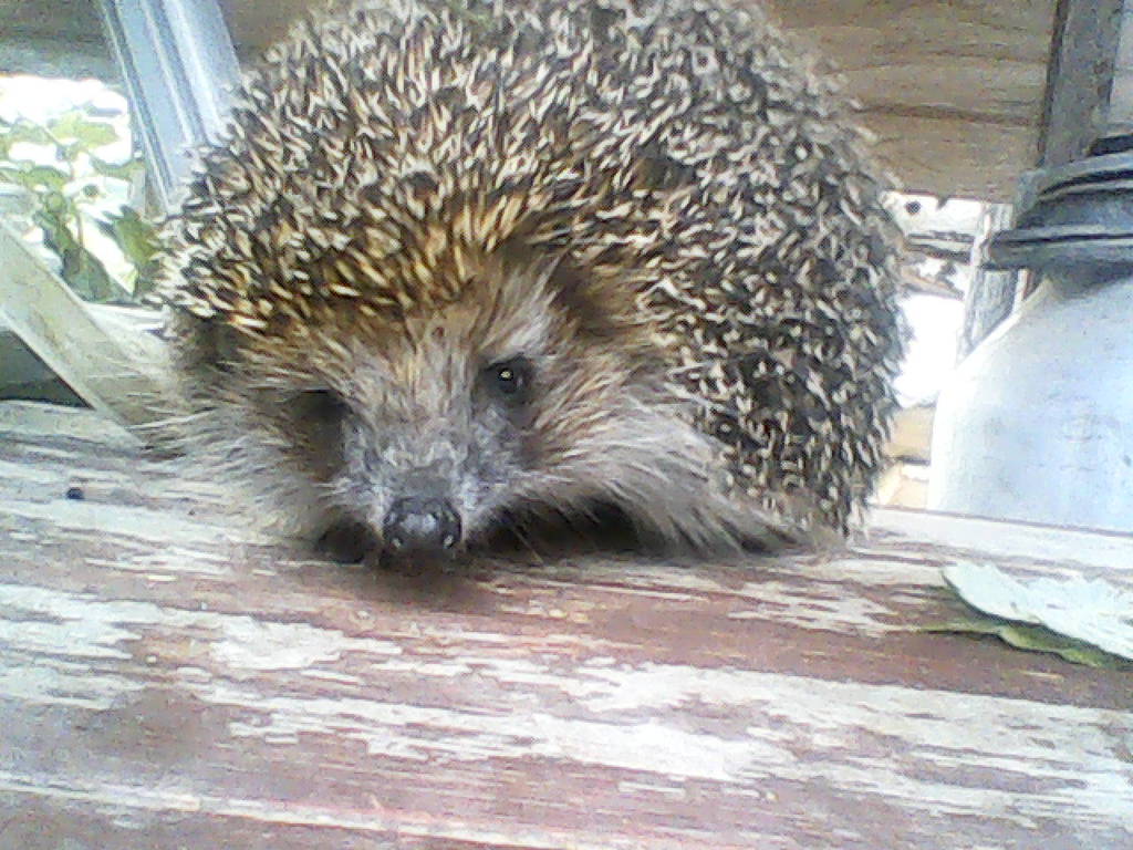 Владимир Тощев