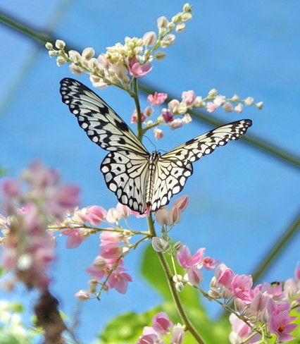 Машуня Машуня