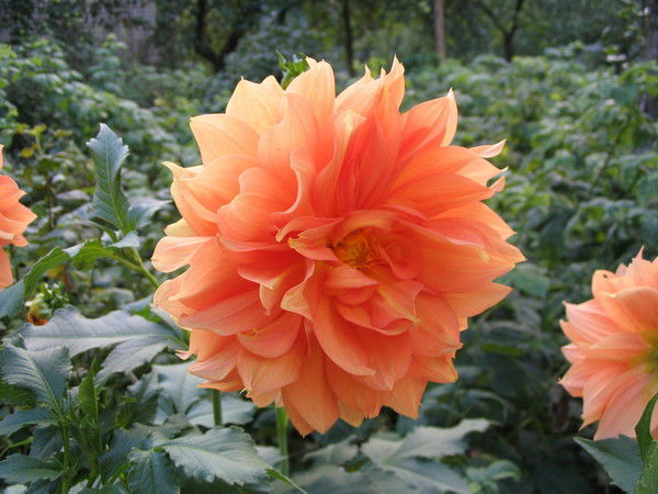 Алла Мурашко