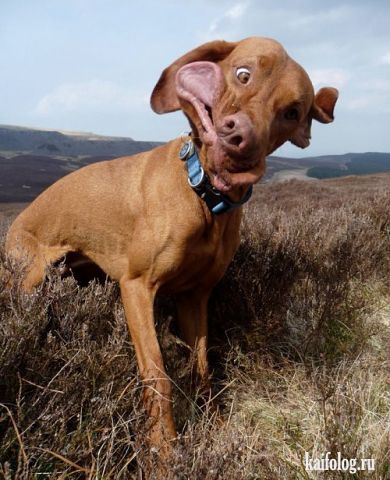 Пётр Кольский