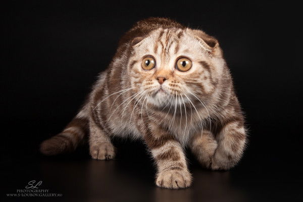 Ксения Черницына