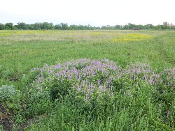 Елена Осипова