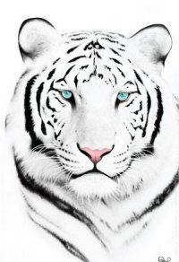 Артём Купреенко