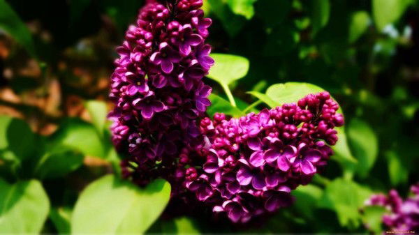 Александр Александр