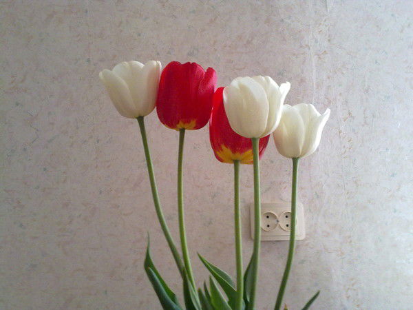 Наталья Захарова