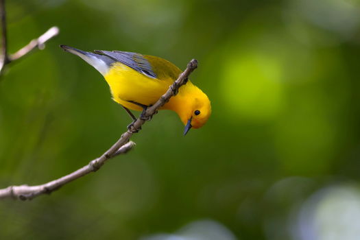 Минатай Примова