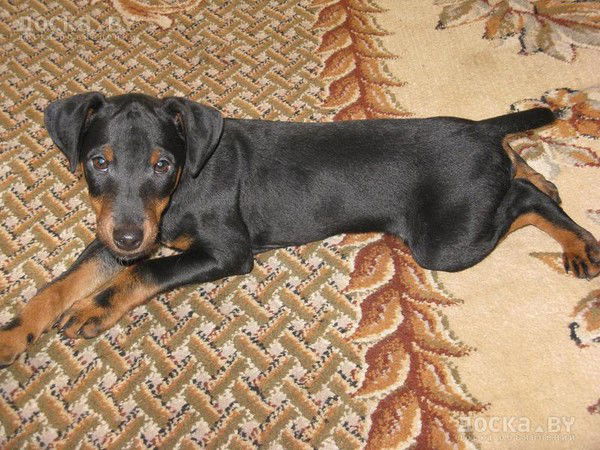 Татьяна Романенко