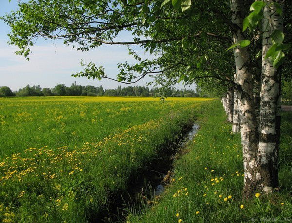 Елена Малахова