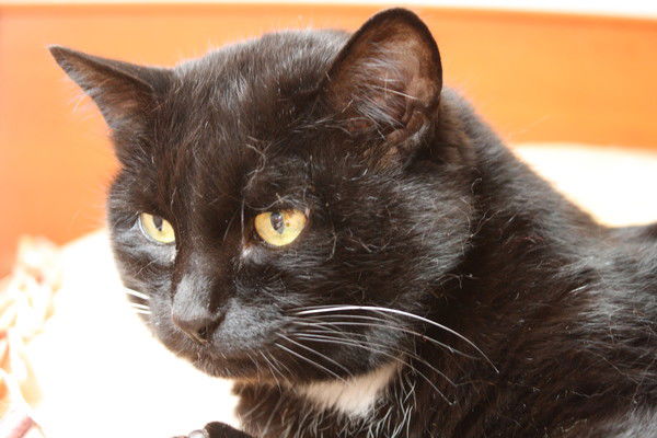 Александр Алымов