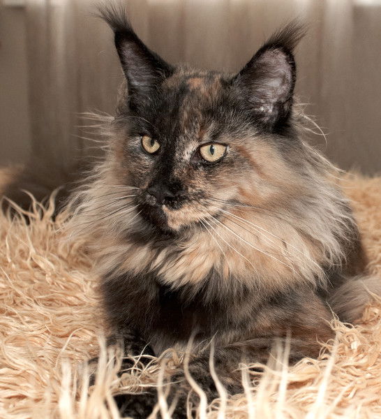 Eлена Луковникова