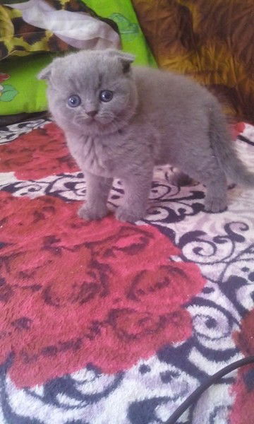 Ирина Королёва