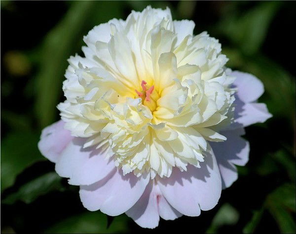 Нина Егорова