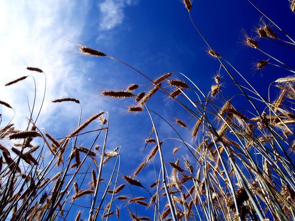 Анара Анара