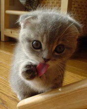 Валентина Лихтар