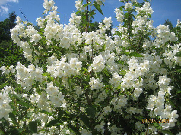 Медведева Наталья