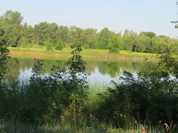 Елена Гольцова