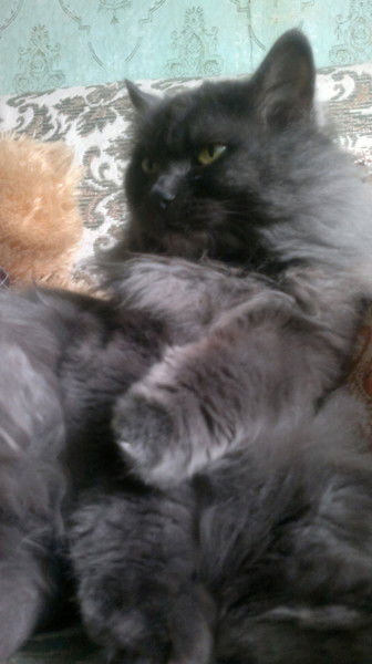 Александр Амелехин