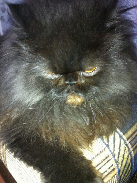 Галина Лукьянченко