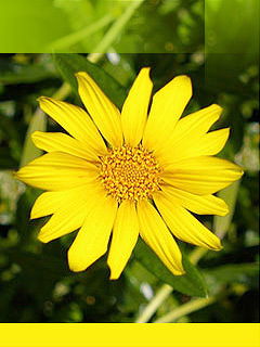 Ирина Севбо