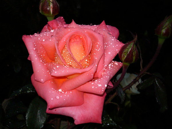 Наталья Каминская