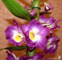 Бота Диханбаева