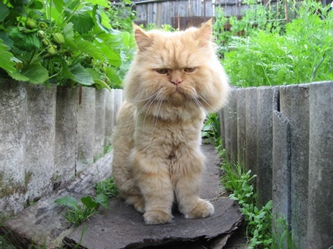 Александр Петров