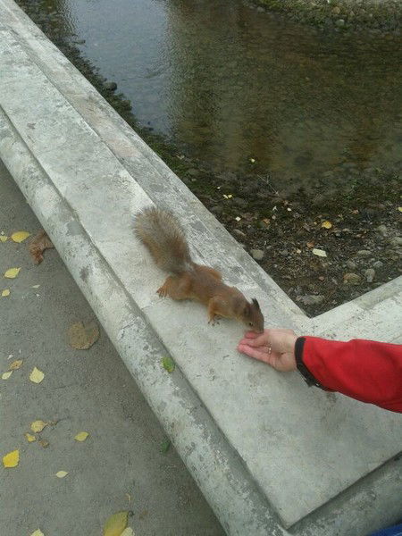 Светлана Шварцкопф