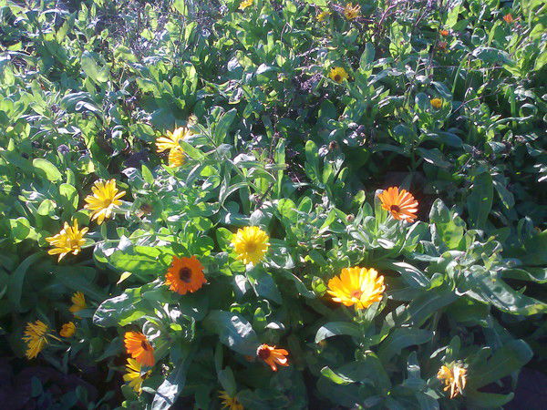 Любовь Алексеева