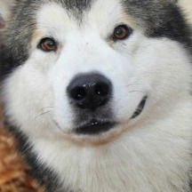 Сергей Благинен