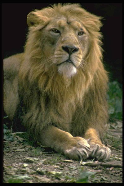 Радион Филиппов