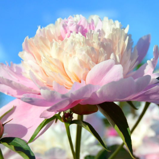 Валентина Сорокина