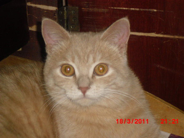 Александр Зубриенко