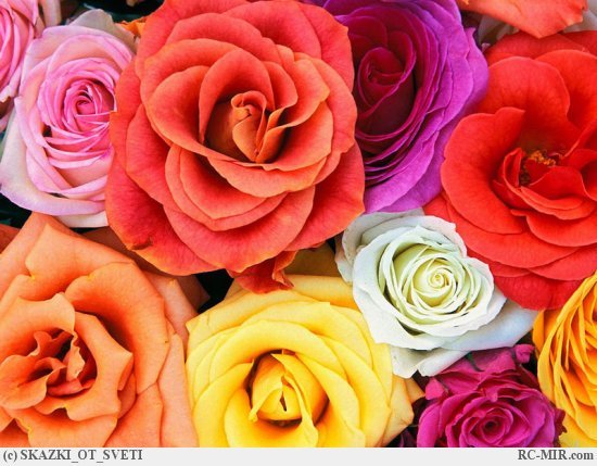 Зарина Абиджанова