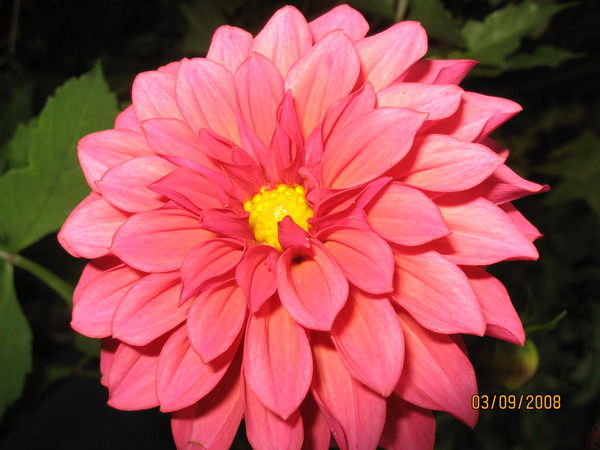 Люба Гребнева