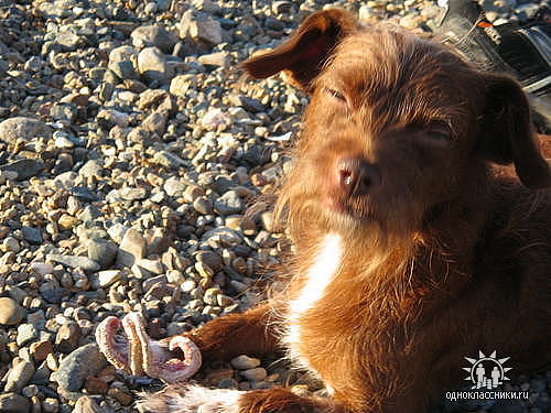 Елена Шелковая